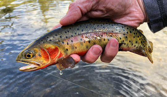 Cutthroat Trout at Loch Vale