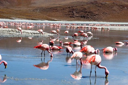 Salar de Uyuni 008