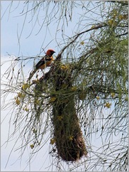 oroile nest6