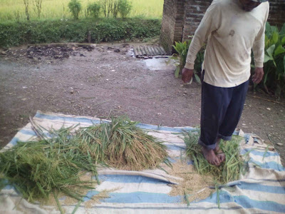  Budidaya padi sawah merupakan salah satu acara pertanian untuk membuat dan memenuh Beberapa Proses Kegiatan Pemanenan Padi Sawah