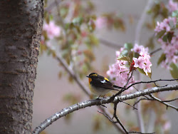 gambar burung kecil, foto burung, wallpaper burung