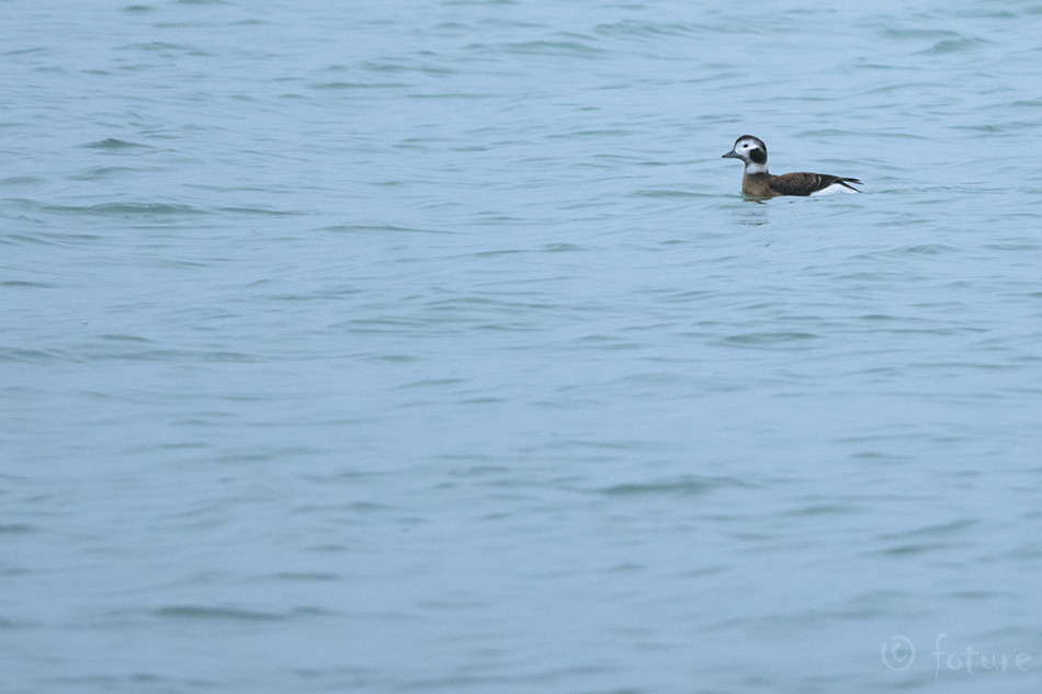 Aul, Clangula hyemalis, Long-tailed Duck, Oldsquaw, part