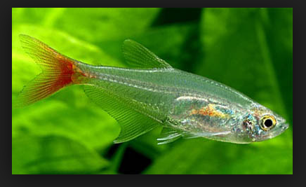 40 Jenis Ikan Hias Aquarium Air Tawar  yang Mudah Dipelihara