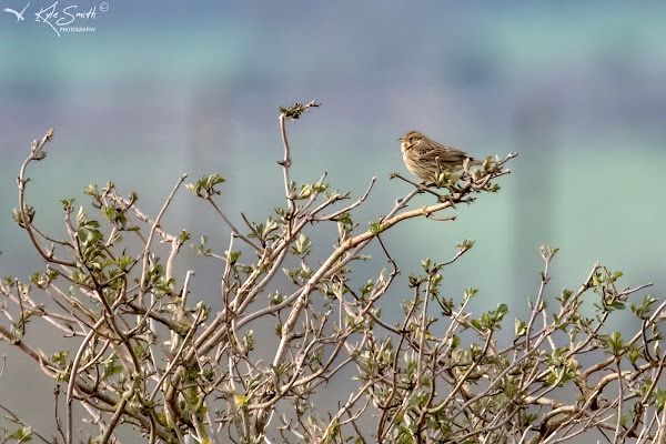 Corn Bunting