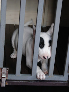 Bull Terrier  Panda Dog สุนัข บูลเทอร์เรีย แพนด้า