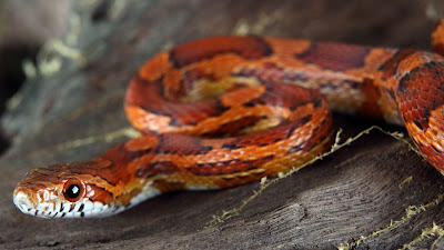 Jual murah Corn Snake