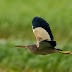 Yellow Bittern Flying Shot