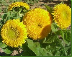 Sunflower Teddy Bear