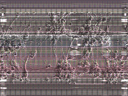 Liquid Software for Hybrots 3