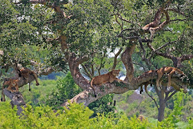Tree-climbing lions of Uganda