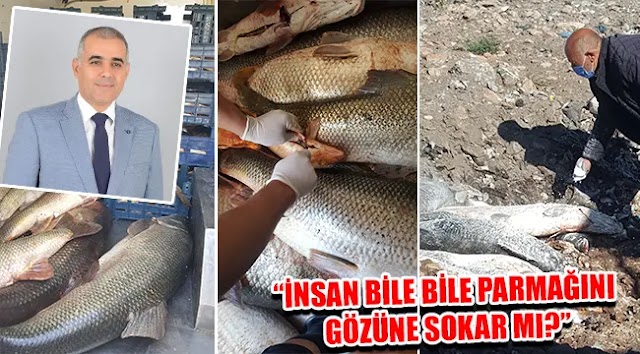 450 kg sazan ve yerli turna imha edildi