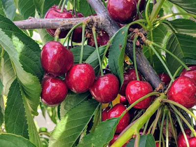 How to Prune Cherry Trees