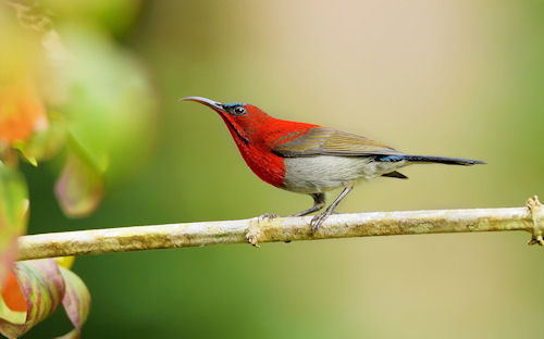 Hermoso pajarillo de colores by Wiriya Sakulthai