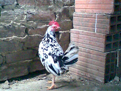 gallina pintada de color branco con manchas negras