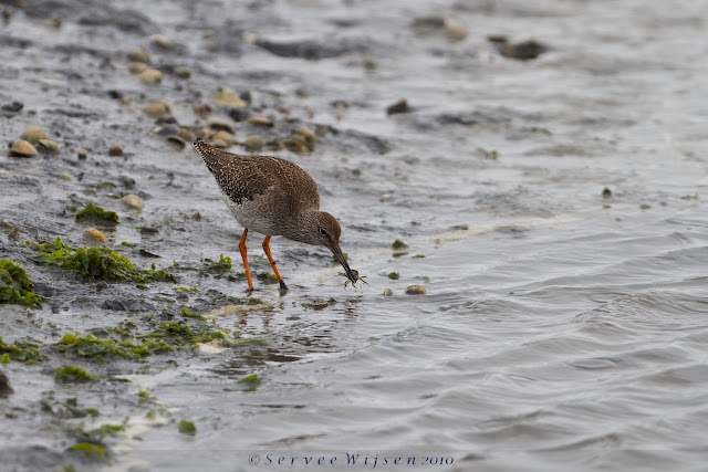 Tureluur - Common Redshank - Tringa Totanus