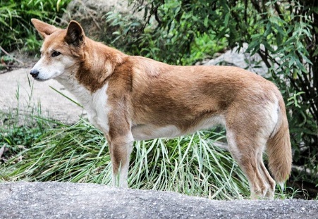 The dingo is called Australia's wild dog, and is unique to that continent. It is frustrating to evolutionists. It may also be a unique biblical kind.