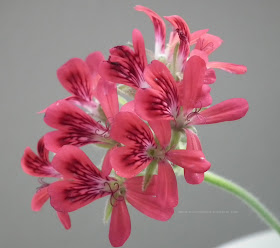 Concolor Lace, Filbert, Shottesham Pet scented pelargonium vivid blossom