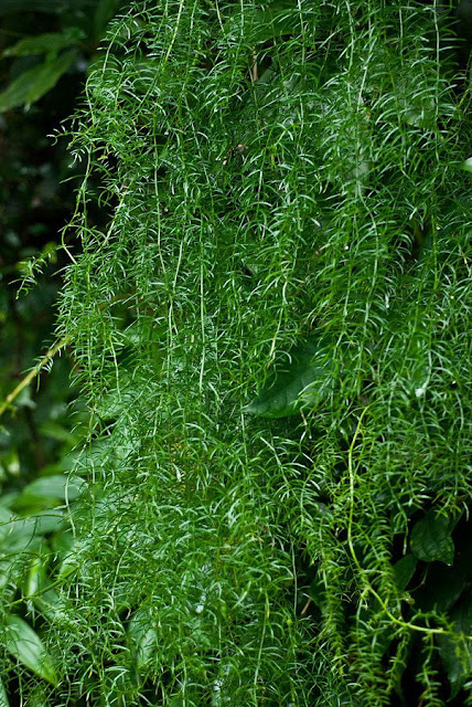 THIÊN MÔN ĐÔNG - Asparagus cochinchinensis - Nguyên liệu làm thuốc Chữa Ho Hen