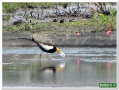20110522_114242_053_LiZeWetLand