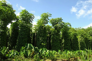 Cây tiêu trồng tại Đăk Lăk