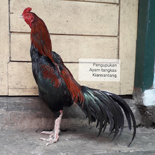 ayam PAKHOY, ayam PAKHOY super pukul ko, ayam PAKHOY jawara, ayam adu, ayam aduan garut, anak ayam aduan jawara, ayam PAKHOY super purwokerto, ayam laga predator farm Surabaya, jual ayam aduan, jual ayam PAKHOY import, ayam aduan cirebon tahun 2015, apa kegunaan jagung, ayam PAKHOY campion, anak ayam aduan jawara, ayam PAKHOY istimewa, ternak ayam PAKHOY garut