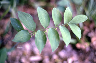 Solomon's seal, Polygonatum biflorum