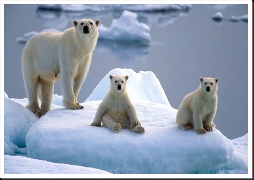 polar-bear-and-cub_2335860k