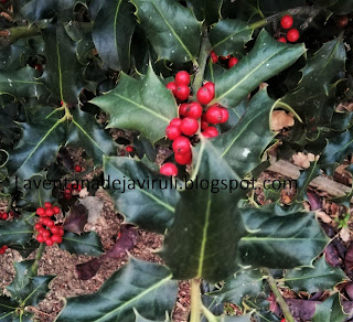 acebo-ilex-aquifolium