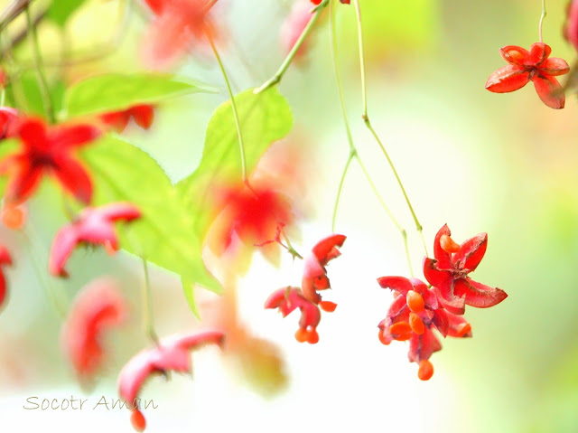 Euonymus oxyphyllus