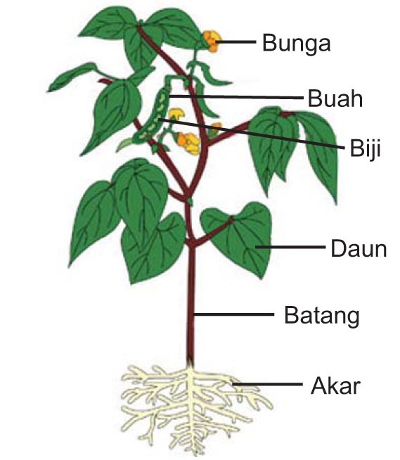 Bagian Bagian Tumbuhan dan  Fungsinya 