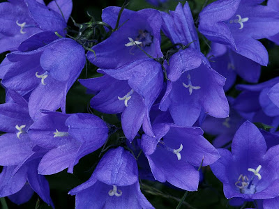 flores-de-color-azul-en-forma-de-campanilla