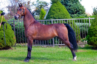 morgan-horse_associazione_mammagatta