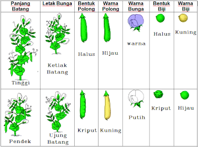 Sifat beda kacang ercis dari percobaan Mendel (Monohibrid)