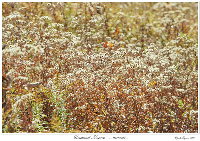 Wachusett Meadow: ... immersed...