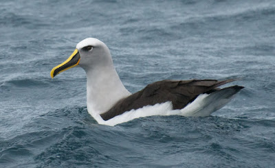 Buller's Albatross (Thalassarche bulleri)