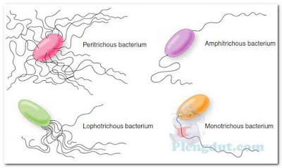 Flagellar arrangement. The four basic types of flagellar arrangement on bacteria: peritrichous, flagella all over the surface; lophotrichous, a tuft of flagella at one end; amphitrichous, one or more flagella at each end; monotrichous, one flagellum.