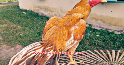  Warna  Ayam  Pamangon Wido  Yang Bagus 47 Jenis  Warna  Jalak 