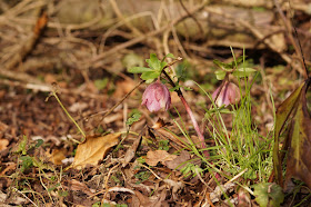 The time between winter and spring in Norfolk