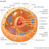 CELL BIOLOGY- CELL MEMBRANE