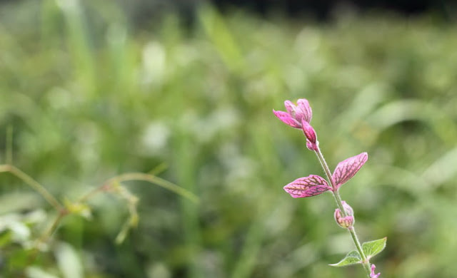 Annual Clary Sage