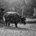 Farm Bills - Good or Bad ?