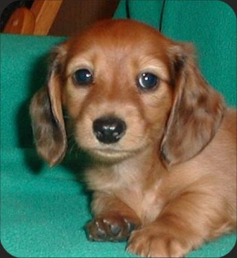 rare long hair brown Daschund.