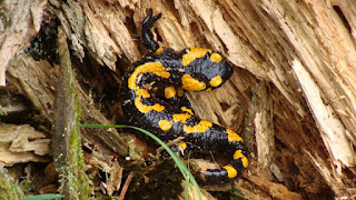 Salamandra salamandra DSC23962