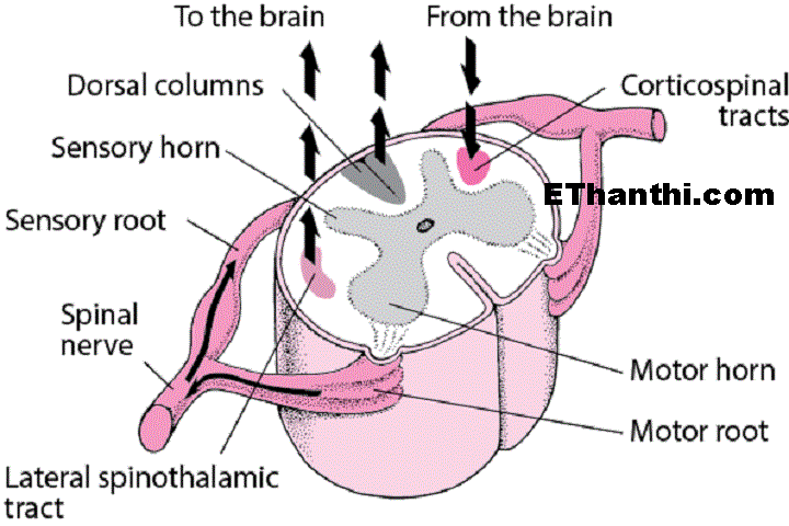 பரிவு நரம்புகள் - Sympathetic nerves