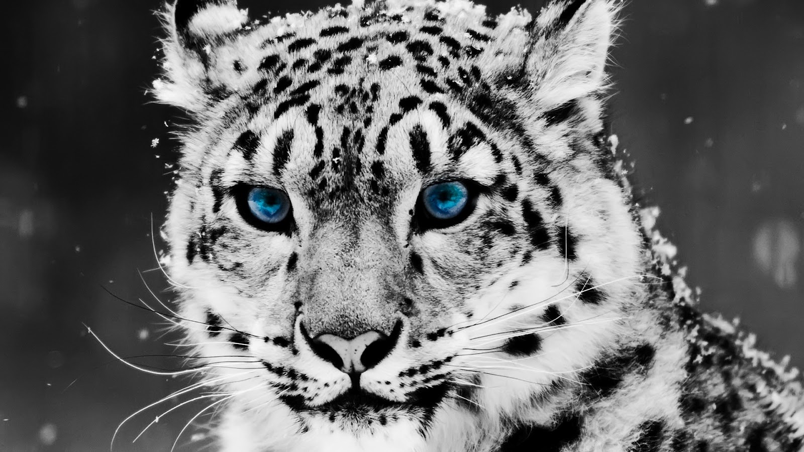 Blue Eyed Panther Animal Photography