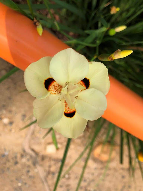 African Íris (dietes Bicolor) - Olho de Tigre 