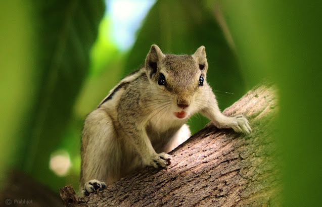 Squirrel HD Images Squirrel photos Squirrel Latest pics Squirrel gilehari images Squirrel wallpaper