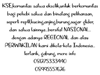 komunitas satwa eksotik kabupaten pemalang,komunitas satwa eksotik pemalang,komunitas reptil pemalang,daftar komunitas-komunitas di pemalang,