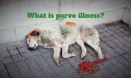 Diseases Of Dogs