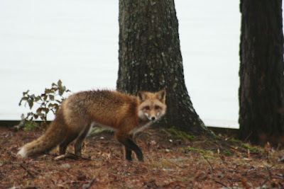 red fox